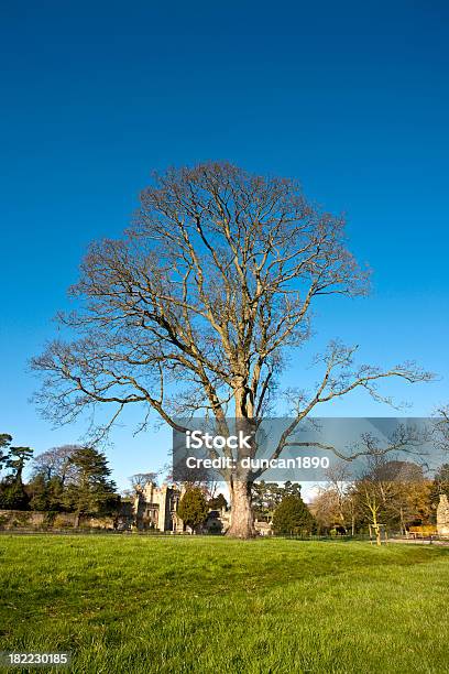 Старинный Голое Дерево — стоковые фотографии и другие картинки Англия - Англия, Без людей, Вертикальный