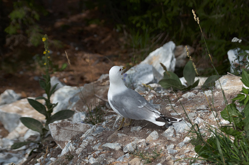 Seagull sits on coastal stones