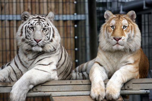 A Royal White Bengal & a Golden Bengal hanging out in their exhibit