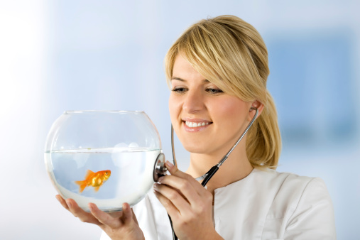Veterinarian listening goldfish