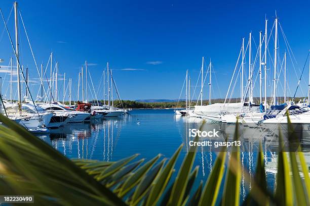 Reflexos - Fotografias de stock e mais imagens de Palmeira - Palmeira, Simetria, Atracado