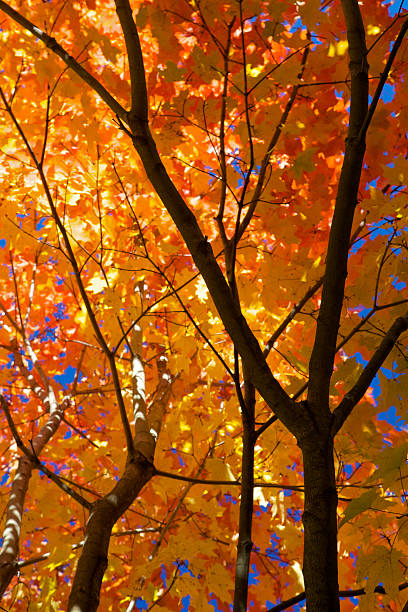 istock Autumn Leaves Overhead 182230590