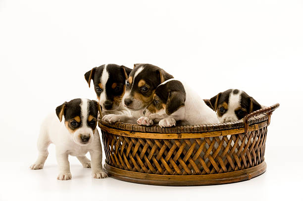 istock jack russell puppies 182230685