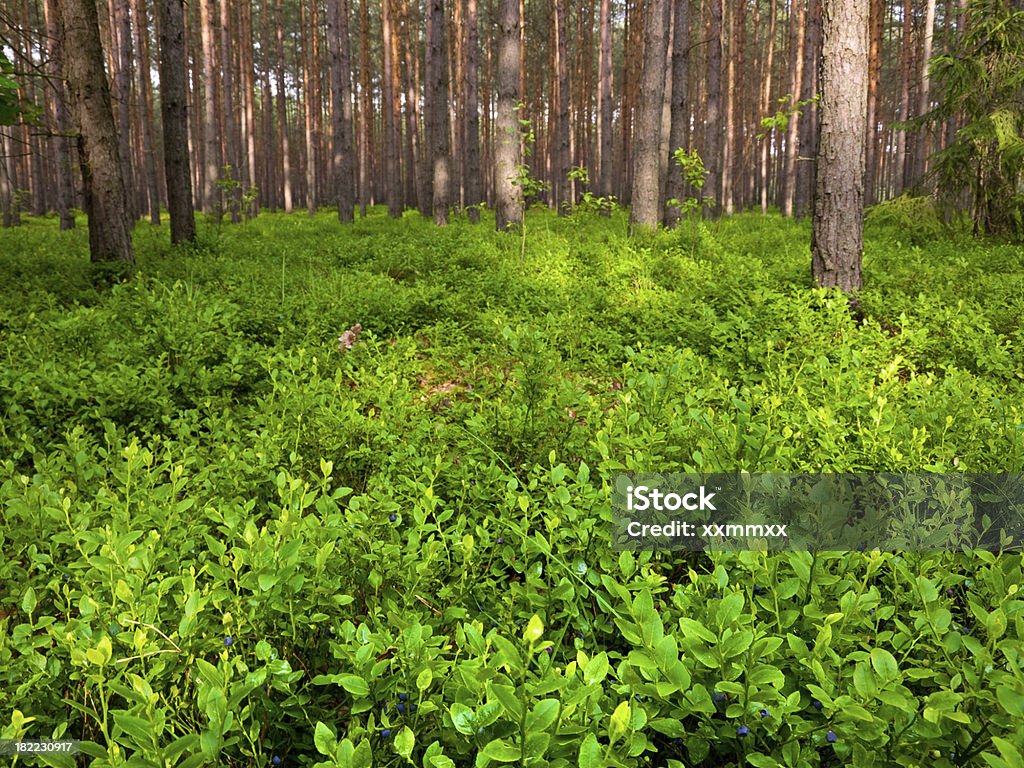 Черничный в Лес - Стоковые фото Без людей роялти-фри