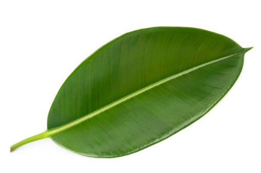 Leaf of ficus on white background