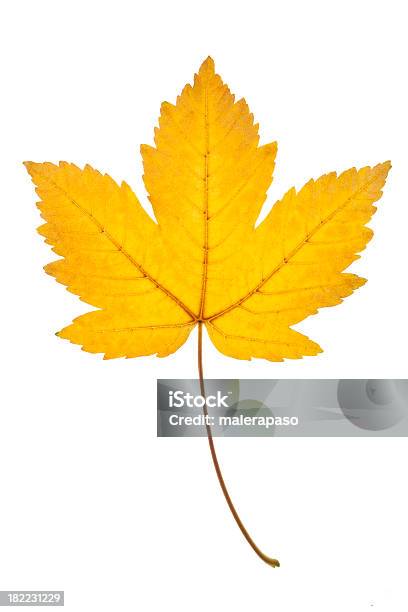 Herbst Blatt Stockfoto und mehr Bilder von Ahornblatt - Ahornblatt, Gelb, Fallen