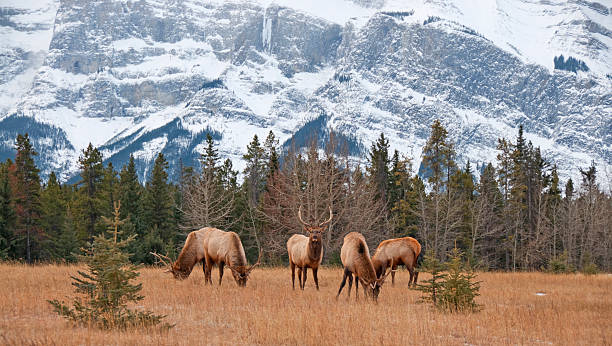 istock Four Bull Elk in Banff National Park 182231308