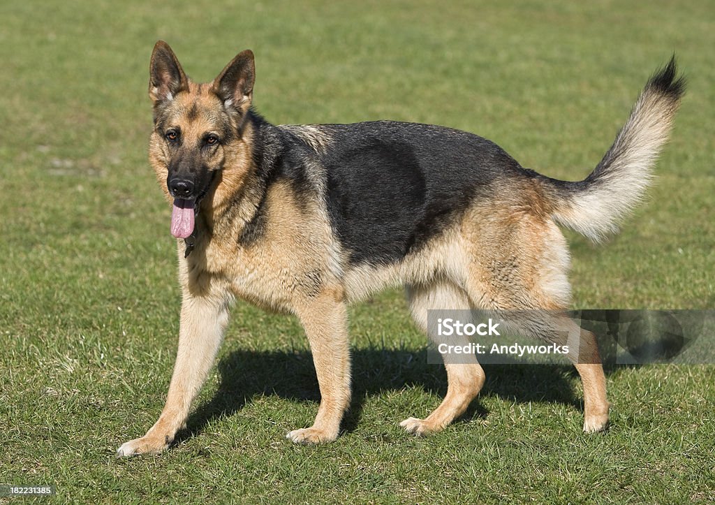 Wunderschöne deutscher Shepherd - Lizenzfrei Deutscher Schäferhund Stock-Foto
