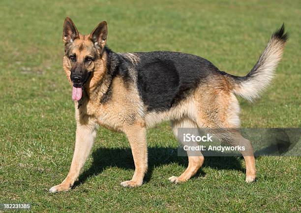 Wunderschöne Deutscher Shepherd Stockfoto und mehr Bilder von Deutscher Schäferhund - Deutscher Schäferhund, Seitenansicht, Domestizierte Tiere