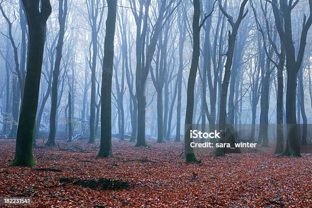 Faiais De Floresta Em Uma Manhã De Outono Com Nevoeiroweather Forecast Na Holanda - Fotografias de stock e mais imagens de Amanhecer