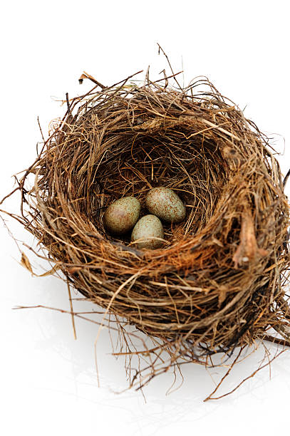 istock Birds nest eggs speckled isolated on white 182231590