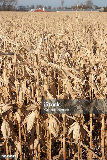 Corn Field Und Farm Stockfoto und mehr Bilder von Agrarbetrieb - Agrarbetrieb, Außenaufnahme von Gebäuden, Blau