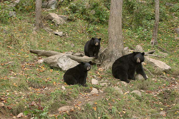 Black Bear and Two Cubs stock photo