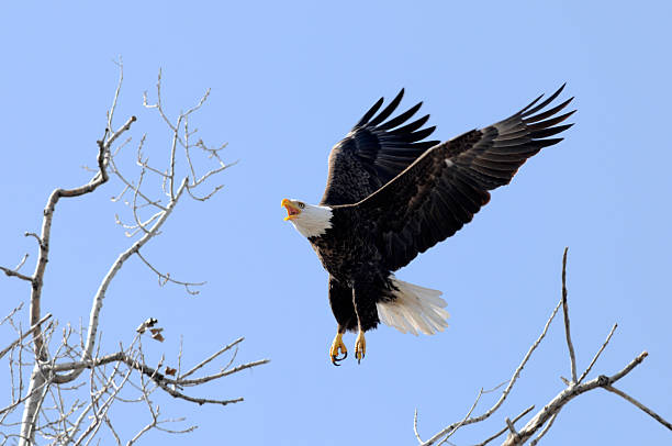 American Bald Eagle Flying Proud and Strong