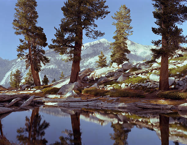 High mountain pond reflecting tall trees stock photo