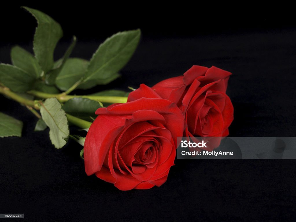 Due Rose rosse su nero - Foto stock royalty-free di Ambientazione interna