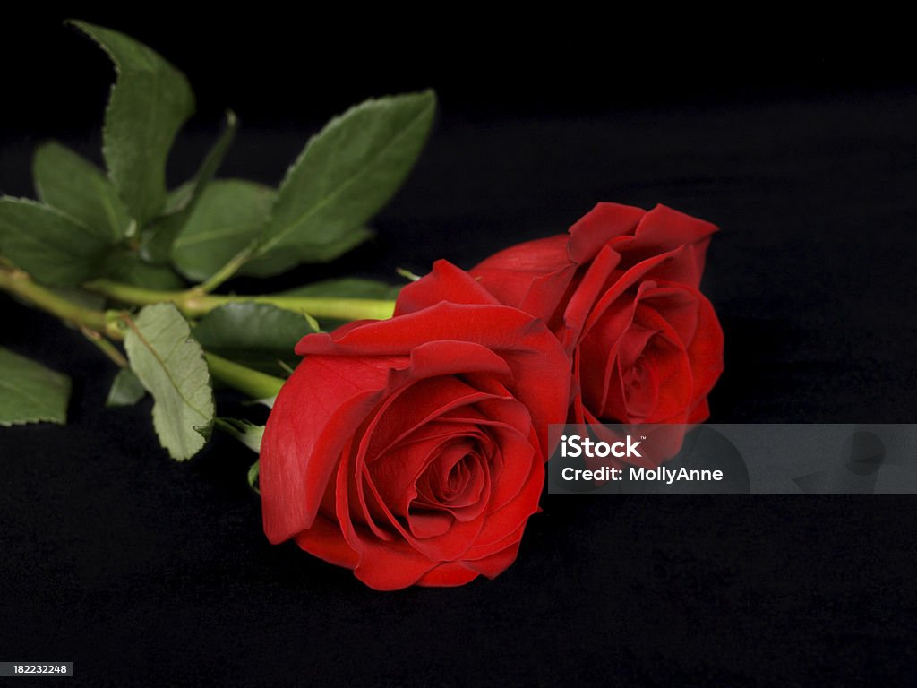 2 Rosas vermelhas em preto - Foto de stock de Amor royalty-free