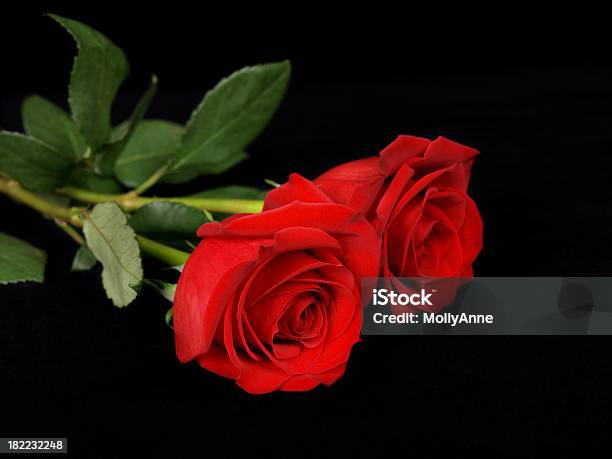 Foto de 2 Rosas Vermelhas Em Preto e mais fotos de stock de Amor - Amor, Beleza, Beleza natural - Natureza