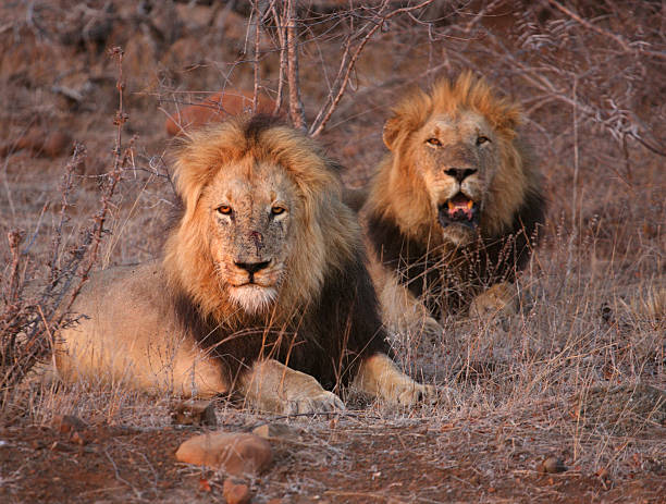 Pair of dark maned male african lions facing the camera stock photo