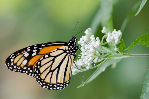 A striking Monarch butterfly nectaring on white flowers agains a muted green background.For similar photos check out my