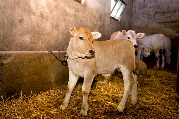 istock Calf in the straw 182232489