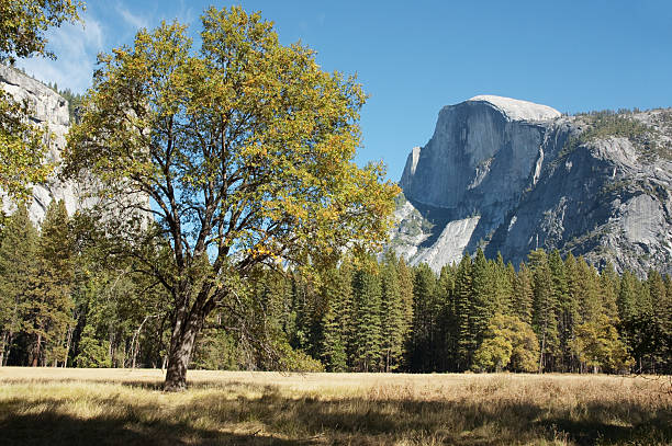 Yosemite's Half Dome Above Meadow stock photo