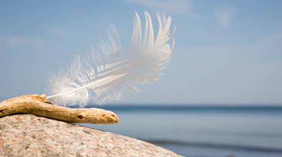 a white feather is on a rock on the beach