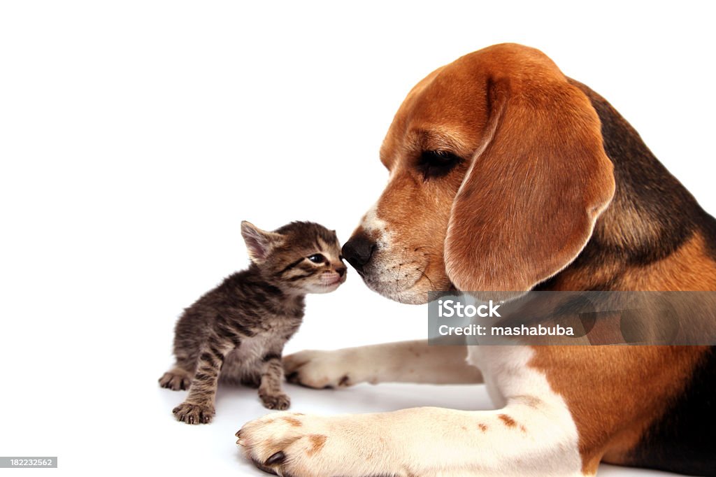 AMISTAD. - Foto de stock de Gato doméstico libre de derechos