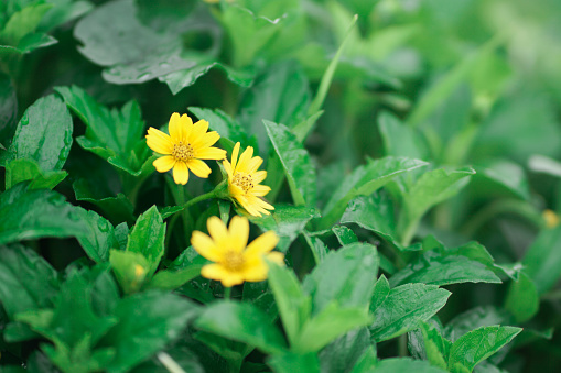 Wedelia (Sphagneticola trilobata) belongs to the order Asterales, family Asteraceae. Wedelia is a wild flower plant that lives in tropical climates, usually found in plantation areas and rice fields.