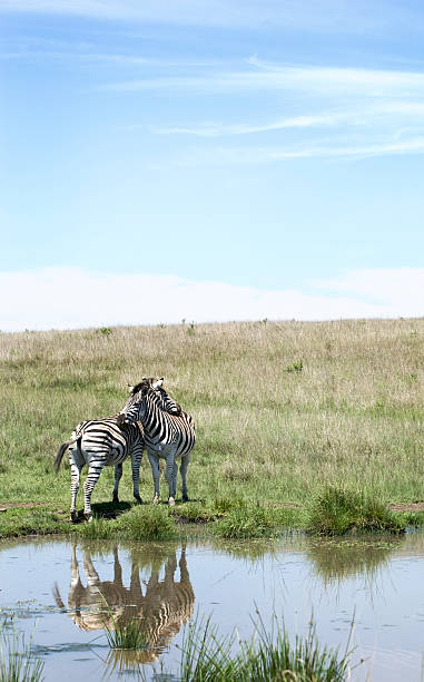 zebra stallions equus burchellii e grevyi - burchellii foto e immagini stock