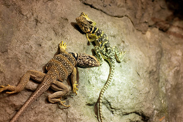 lagarto-de-colar - lizard collared lizard reptile animal imagens e fotografias de stock