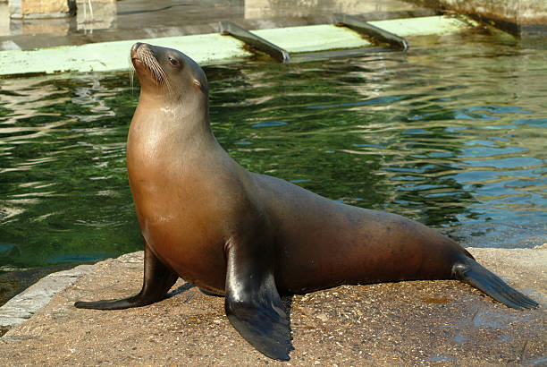 istock Sealion in zoo sitting on rock next to water 182233034