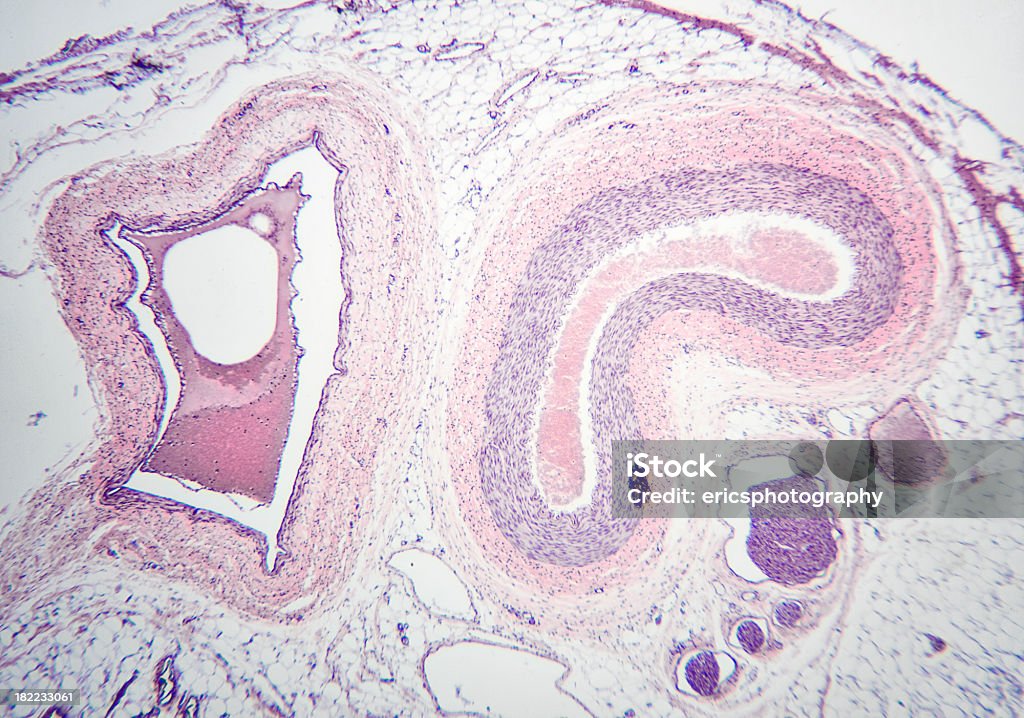 Conejo la vena y la arteria - Foto de stock de Anatomía libre de derechos