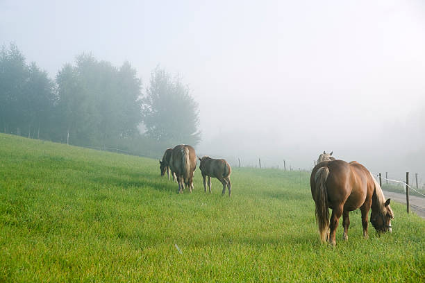 istock horses in the misty morning 182233510