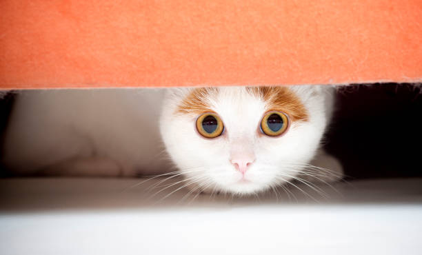 Katze versteckt unter sofa – Foto