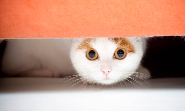 Cat hiding under sofa stock photo