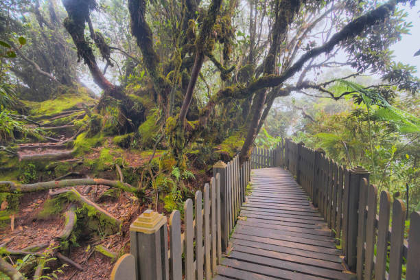 istock Mossy forest view during day time in Cameron Highland, Pahang 1822337854