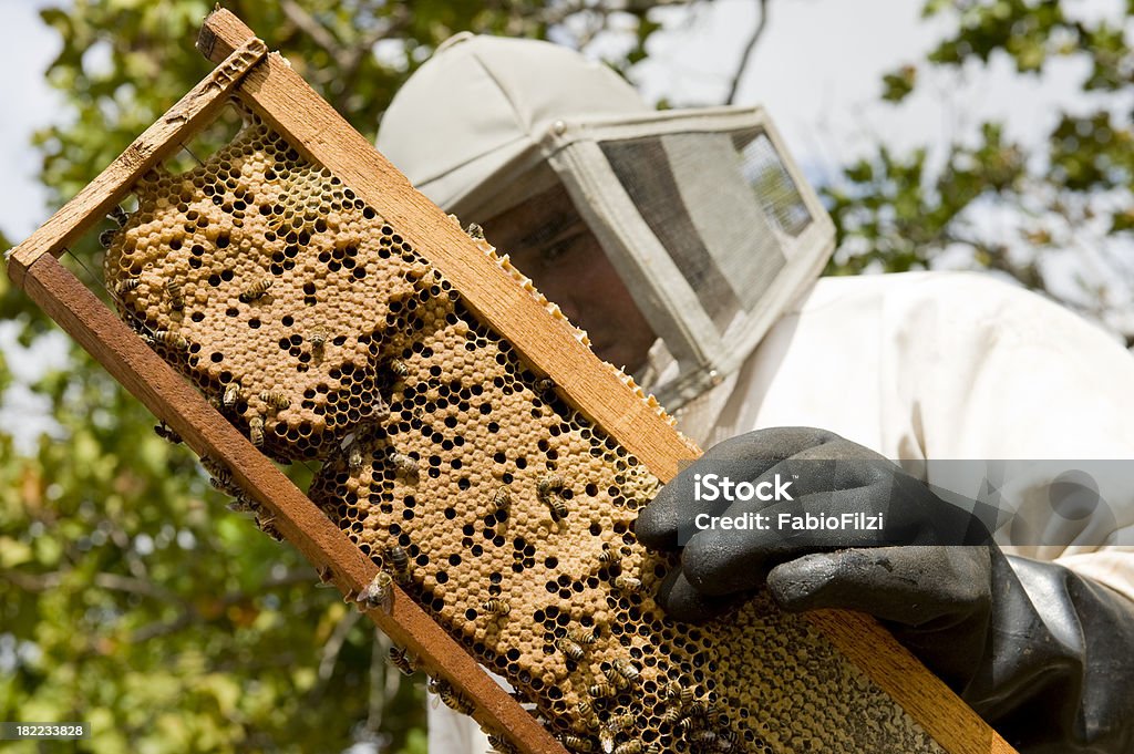 Apicultor - Foto de stock de Abeja libre de derechos