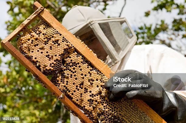 Apicultor Foto de stock y más banco de imágenes de Abeja - Abeja, Adulto, Agarrar