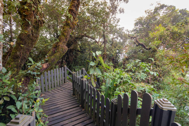 Mossy forest view during day time in Cameron Highland, Pahang