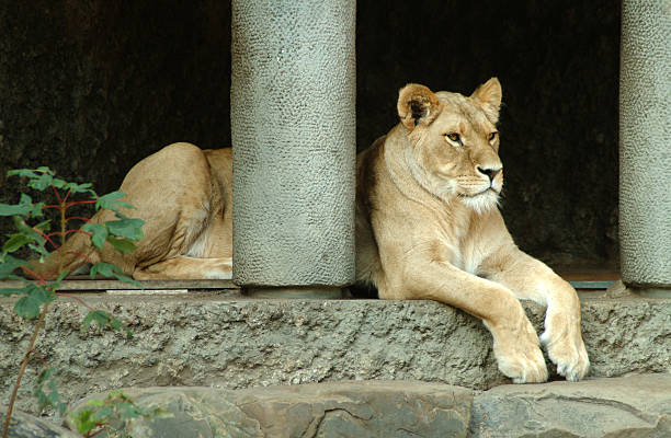 istock Lioness in zoo behind pillar 182233839
