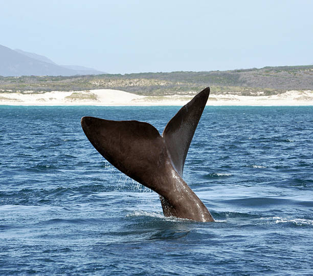 end "The tail fin of a Southern Right Whale off a South African beachHermanus, South Africa" hermanus stock pictures, royalty-free photos & images