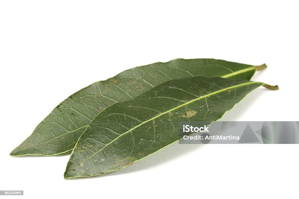 bay laurel feuilles (laurus nobilis) isolé sur blanc - Photo de Aliment libre de droits