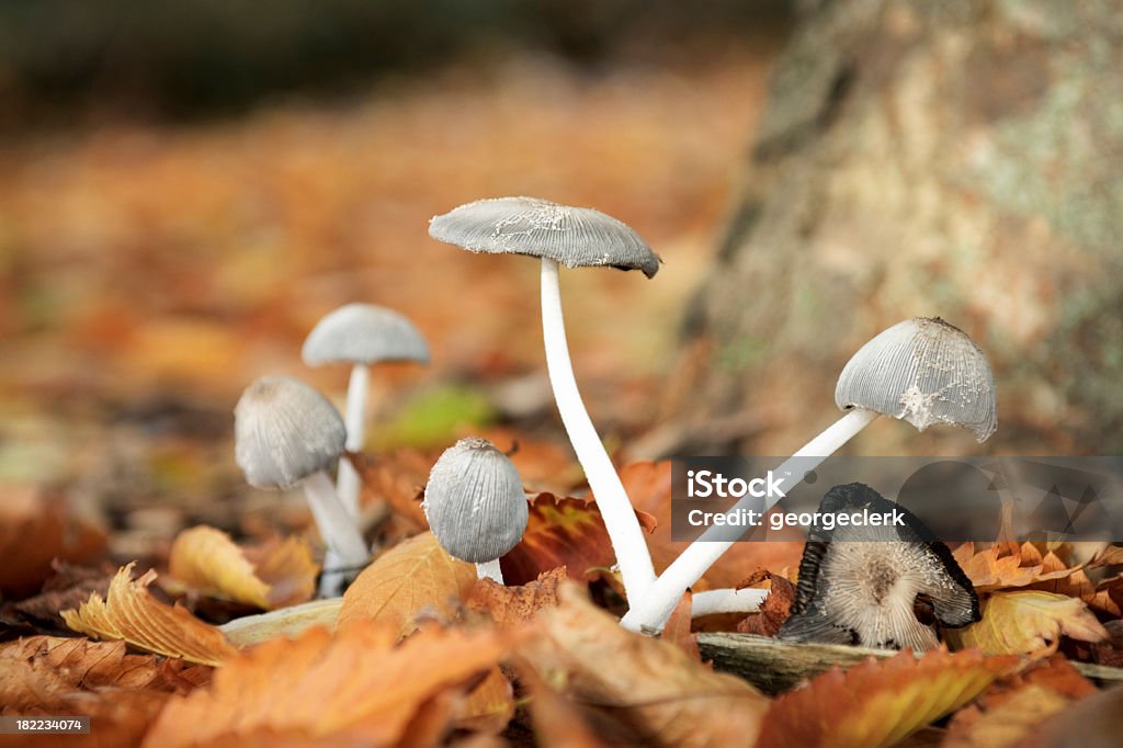 Herbst-Pilzen - Lizenzfrei Giftpilz Stock-Foto