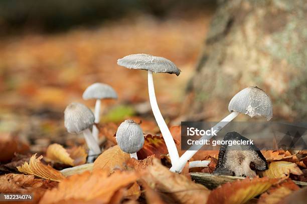 Herbstpilzen Stockfoto und mehr Bilder von Giftpilz - Giftpilz, Land, Vereinigtes Königreich