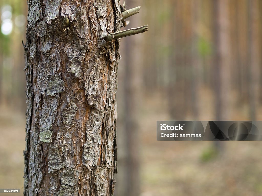 pinetree tronco - Foto de stock de Bosque - Floresta royalty-free