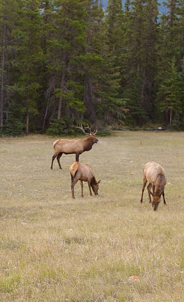 istock Wildlife in Jasper Park 182234240