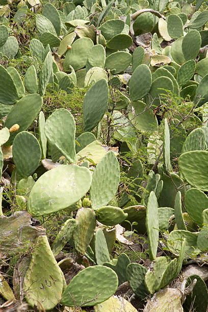 istock Field of Cactus 182234298