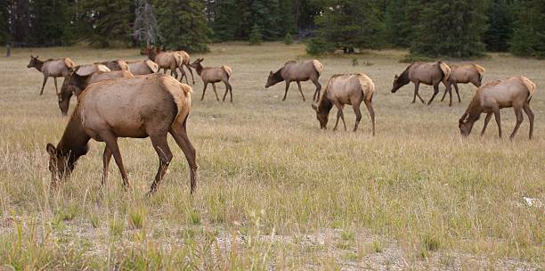 istock Wildlife in Jasper Park 182234318