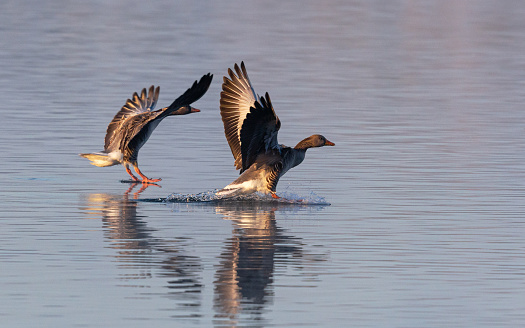 Daytime side-view close-up of a pair of  Greylag Geese (Anser anser) touching the water surface while landing in a lake, rippled reflection in the water